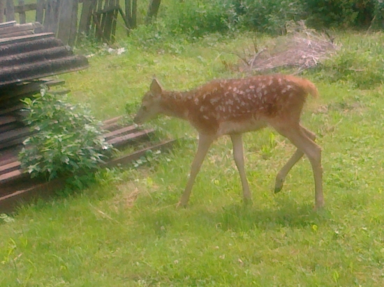 nezodpovedný ľudia mi priniesli jelienka.......