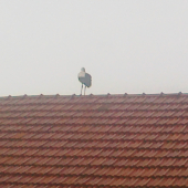 prestávka - v pôrodnici nemajú nič nového