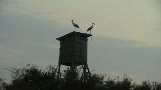 nielen poľovníci využívajú posedy