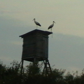 nielen poľovníci využívajú posedy