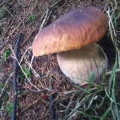 hríb