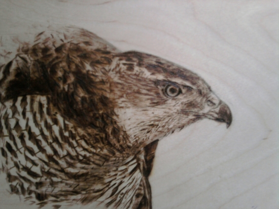 jastrab - vypaľovaný