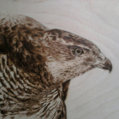 jastrab - vypaľovaný