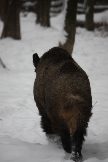Sus scrofa