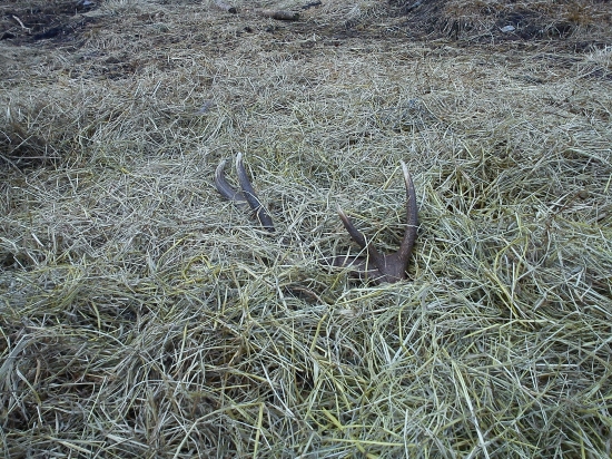 a takto ma tu cakal 10- toracik