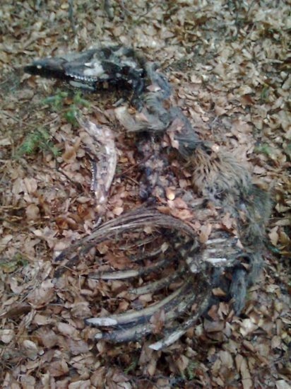 takto  som ho nasiel skoda ze namal parohy