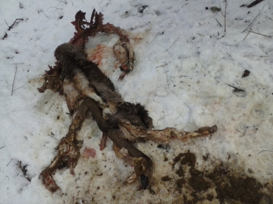 dvojdnova pracicka z wlcej sworky