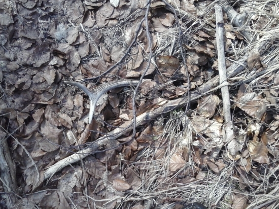 skoro som ho nezbadal