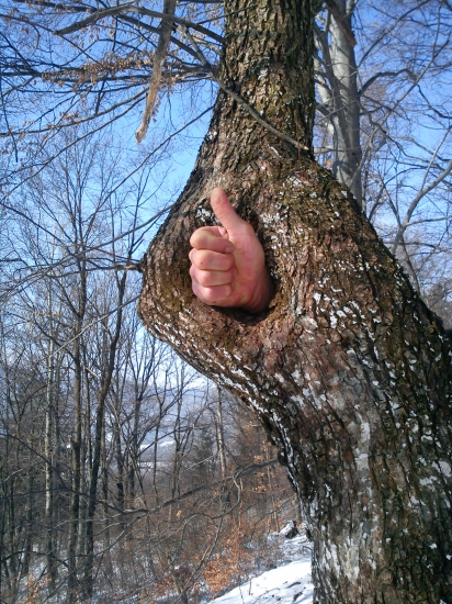 Palčák stromový