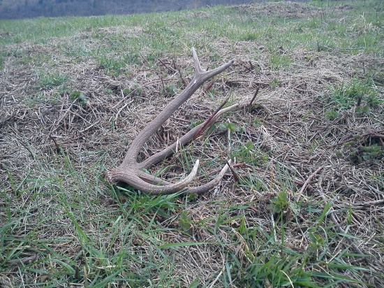 Jeden z vlaňajších klenotov:)