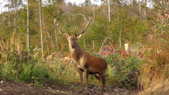 Braček jelenček
