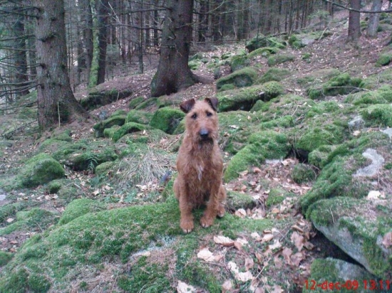 Môj spoločník írčan.