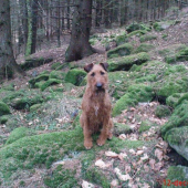 Môj spoločník írčan.