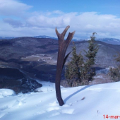 Vlanajší,vybratý zpod snehu