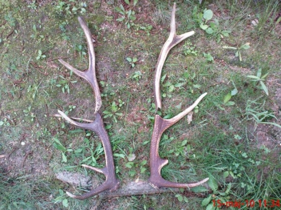 styri kusy zo styroch jelenov