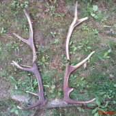 styri kusy zo styroch jelenov