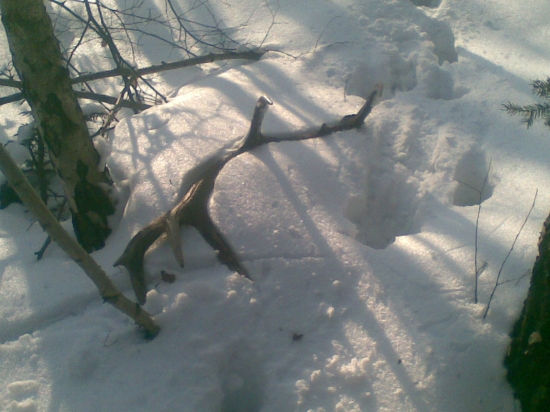 prva vychadzka  korunovana  ulovkom