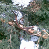 teraz zacnem ja-10torak,2kg