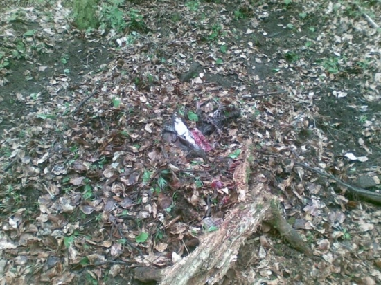 takto si medved odlozil diviaka