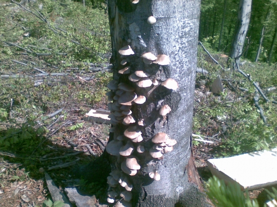 popri práci aj chutna večera...hliva ustricová