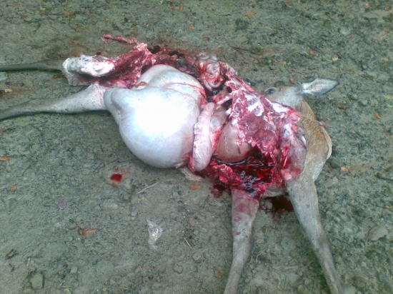 Pred hodinou tu bola vlčia hostina