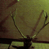 Včera ulovený jeleň-rarita