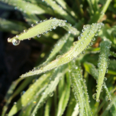 Ranné kvapôčky rosy