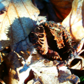 Malý detail prírody