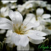 Malý detail prírody