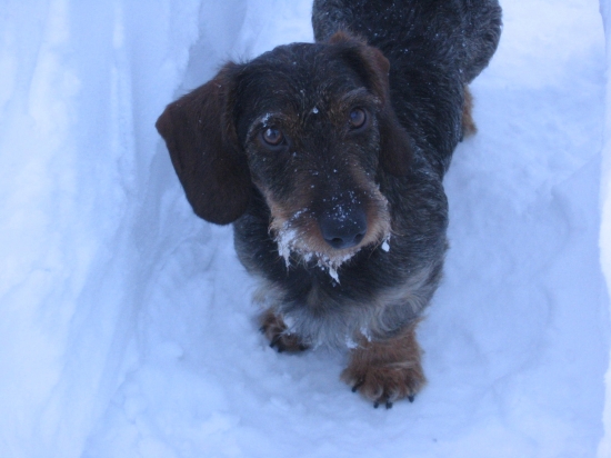 Argo musí byť všade so mnou