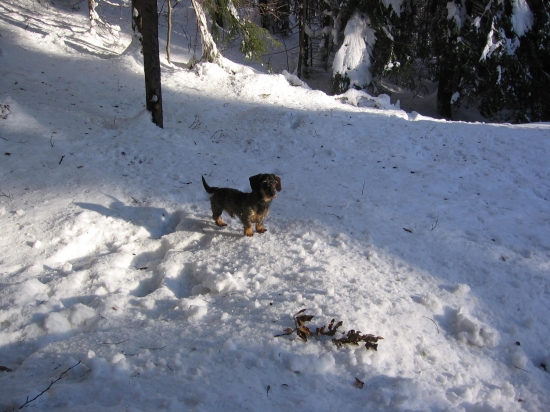 Môj najvernejší kamarát