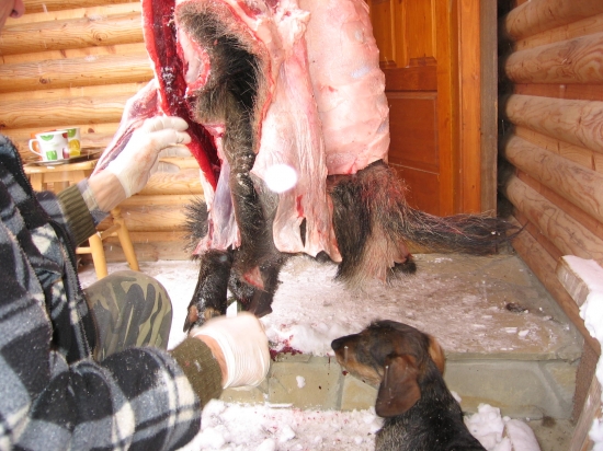 všade musí asistovať