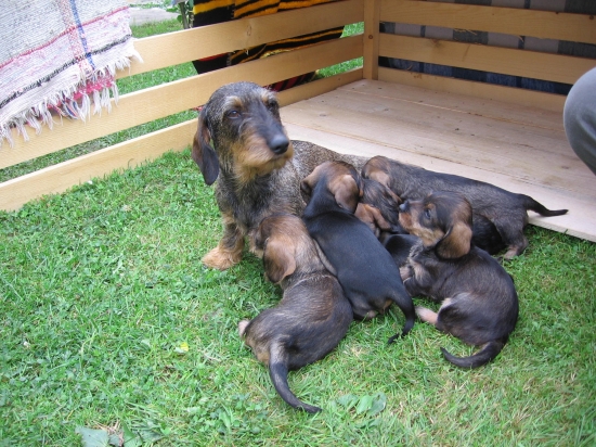 Ajkine zdravé potomstvo