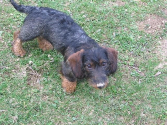 Argo sa chytá,ale len na krty