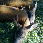 Krasne a uspešne rano