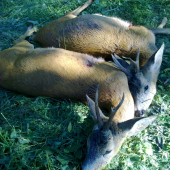 Ked sa kamarati vyberu do lesa