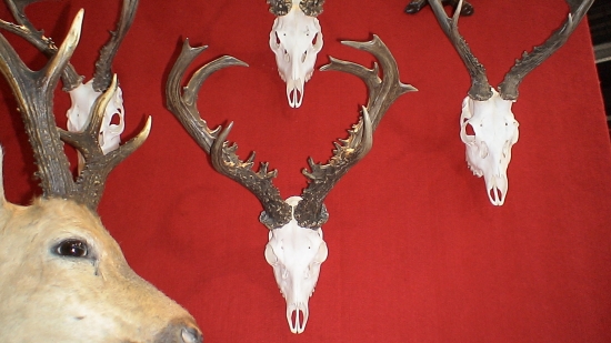 Výstava Vienna-Jaspova