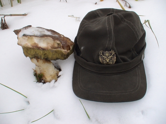 Boletus edulis - eskimakus