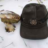 Boletus edulis - eskimakus