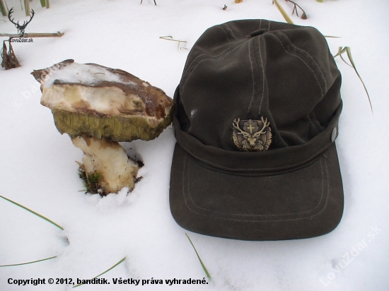 Boletus edulis - eskimakus