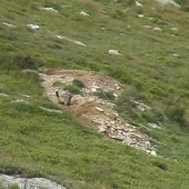 Vypadáva mi signáál