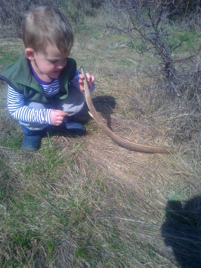 prvý Tomáškov paroh :)