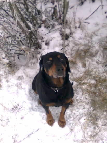 Hary Balienec 11 rok. -Diviačiar Výb.,CAC,VT ,SD,MAR I.c