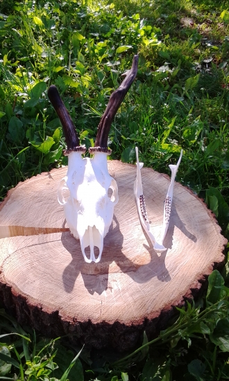 Tohtoročný Srnec II.vek