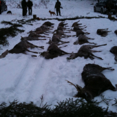 Spoločná poľovačka na SIKU