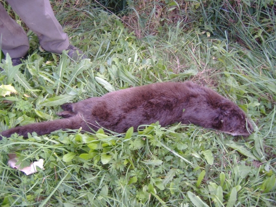 Přejetá vydra Poteč