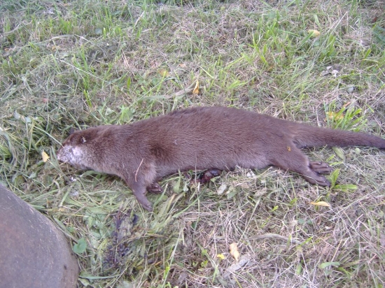 Přejetá vydra Poteč