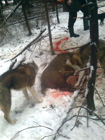Lajky 10měsíců a jeden z jejich prvních ulovených divočáků