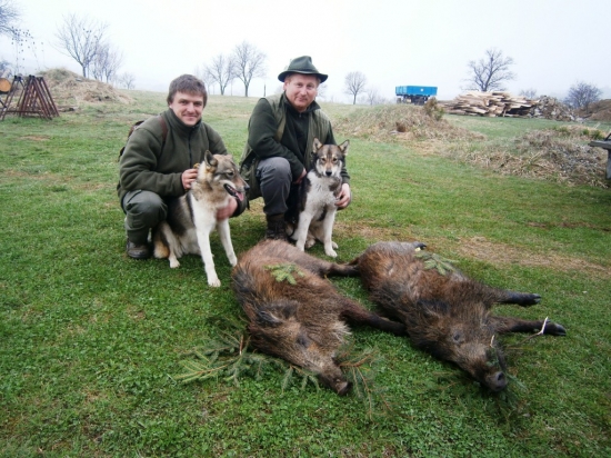 Dohledávka s lajkama