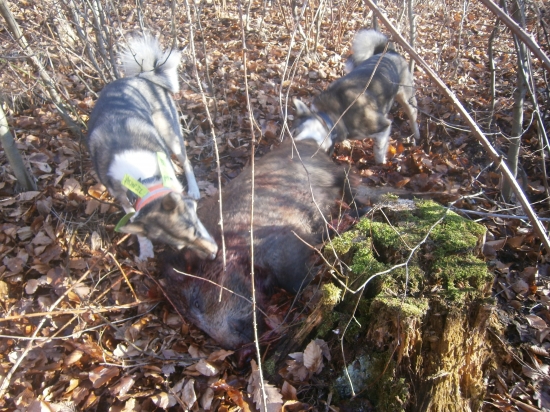 včerejší sele uloveno v leči